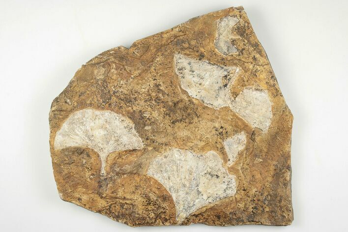Six Fossil Ginkgo Leaves From North Dakota - Paleocene #198433